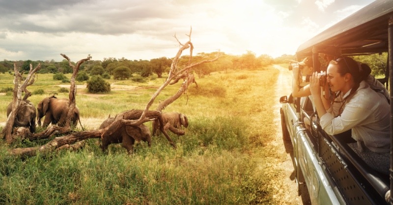 Incentive Travel Experience Safari-1